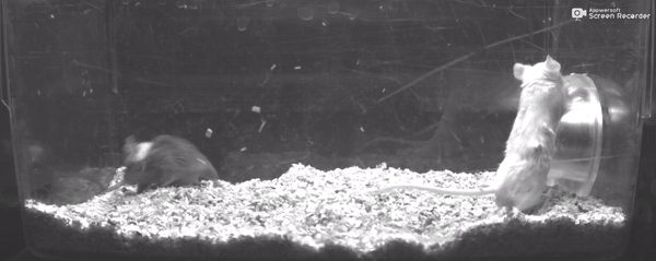 ezgif1.com-video-to-gif