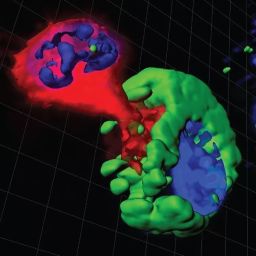 啃一口就记住你——基于胞啃作用的T细胞受体抗原靶点筛选新方法加速免疫疗法 | Nature and You