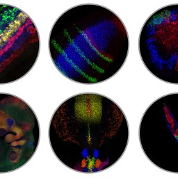 荧光双“探”，照亮你的美 —— 初创企业访谈之Molecular Instruments | Biotech Outlook